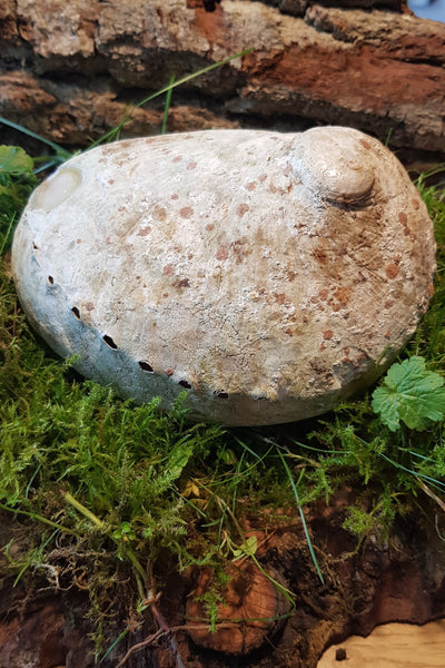 Abalone Muschel  (verschiedene Größen)