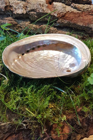 Abalone Muschel  (verschiedene Größen)