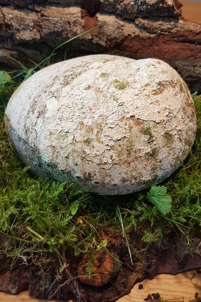 Abalone Muschel  (verschiedene Größen)