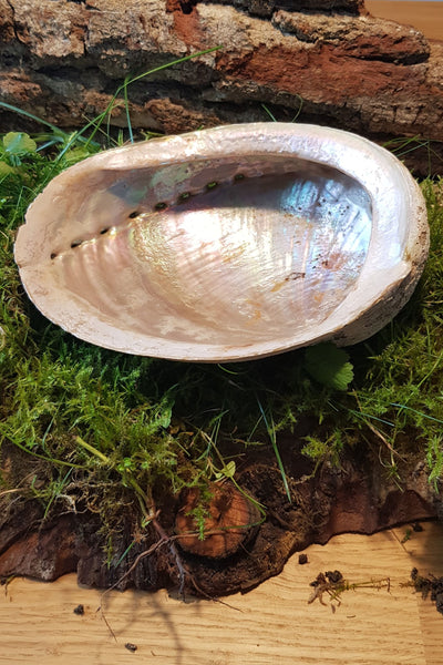 Abalone Muschel  (verschiedene Größen)