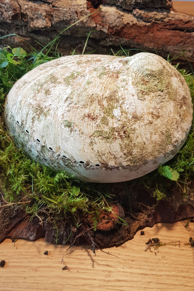 Abalone Muschel  (verschiedene Größen)